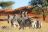 Otjimbondona Kalahari - Wildtiere