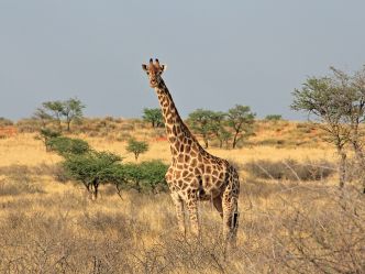 Otjimbondona Kalahari - Wildtiere Otjimbondona Kalahari - Wildtiere