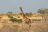 Otjimbondona Kalahari - Wildtiere