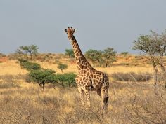 Otjimbondona Kalahari - Wildtiere