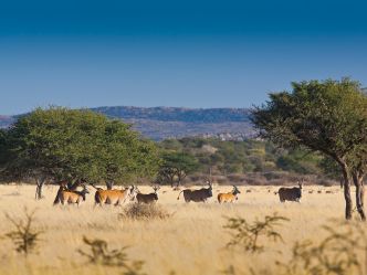 Otjimbondona Kalahari - Wildtiere Otjimbondona Kalahari - Wildtiere