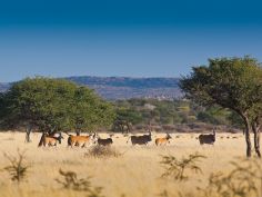Otjimbondona Kalahari - Wildtiere