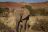 Twyfelfontein Lodge - Wüstenelefanten