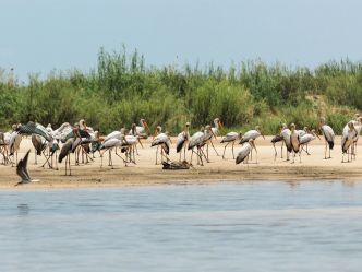 Zambezi Mubala Lodge - Bootsausflug Zambezi Mubala Lodge - Bootsausflug