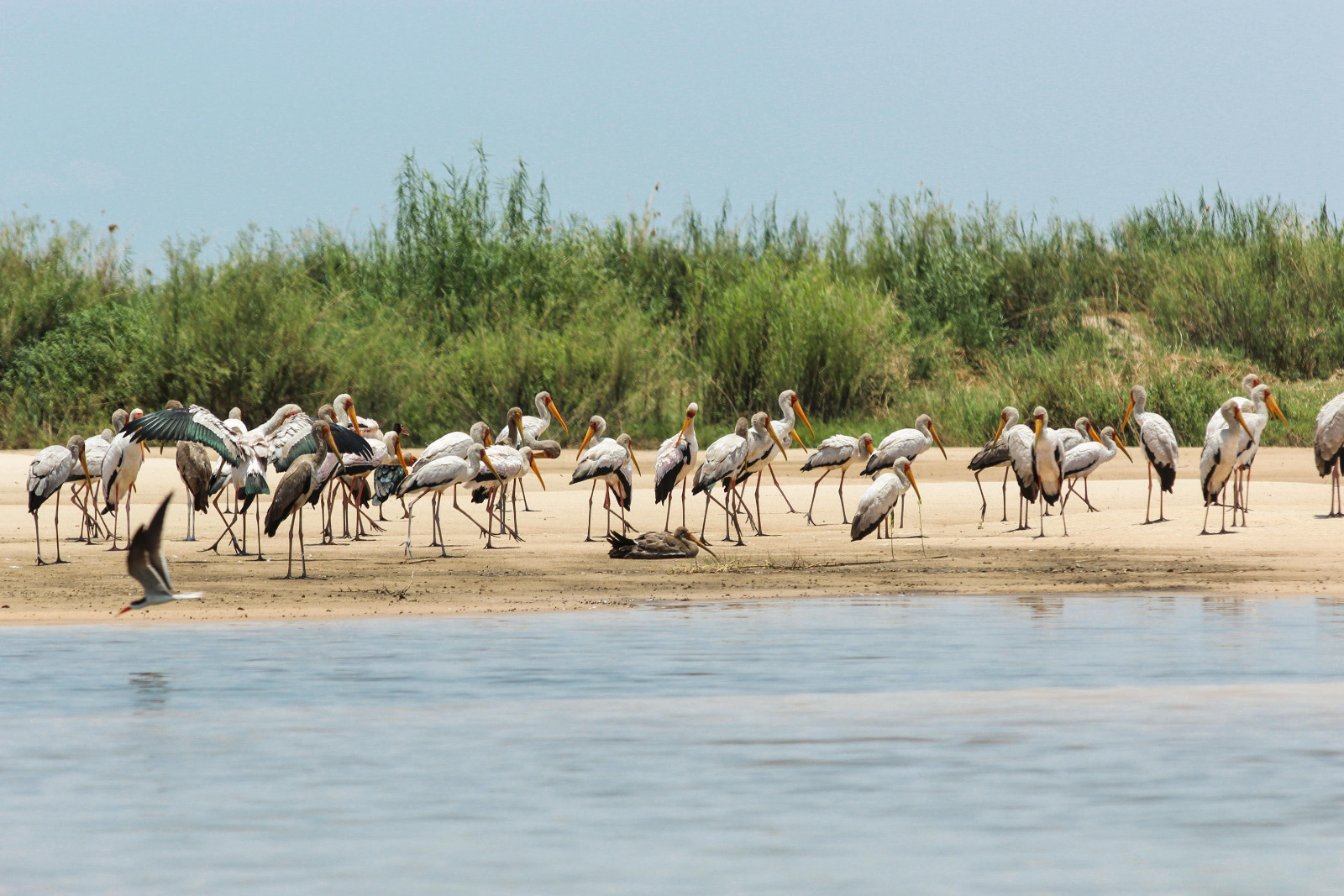 Zambezi Mubala Lodge - Bootsausflug