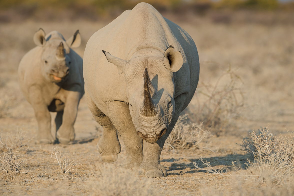 Etosha Heights Private Reserve