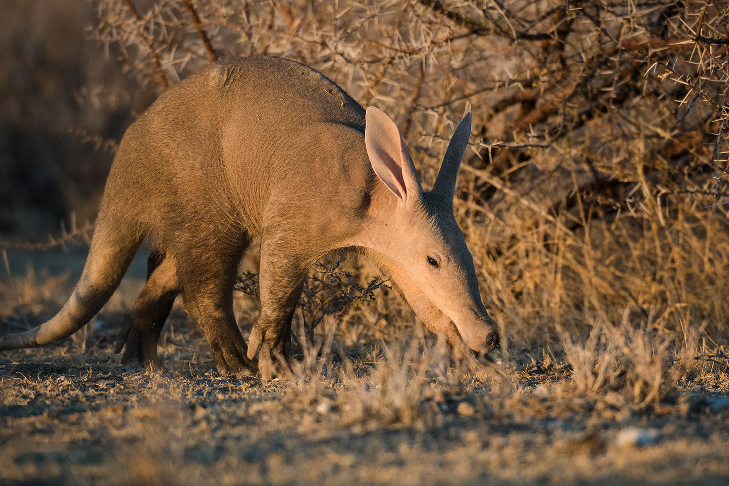 Etosha Heights Private Reserve
