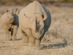 Etosha Heights Private Reserve