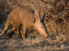 Etosha Heights Private Reserve