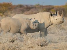 Etosha Heights Private Reserve