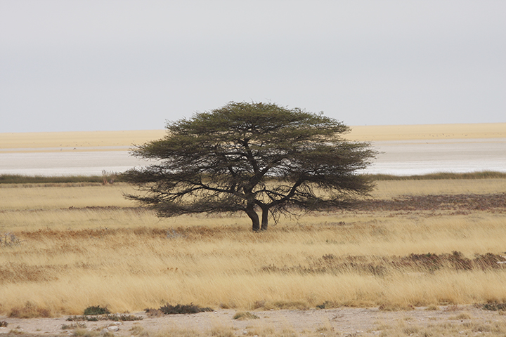Etosha - einsamer Baum vor der Pfanne
