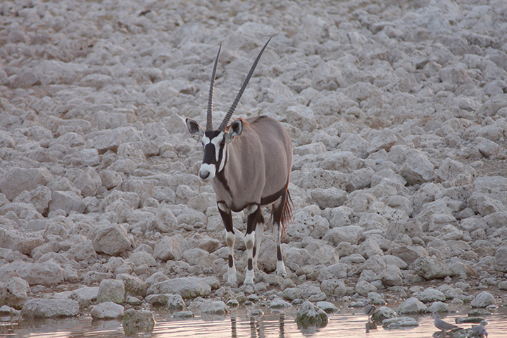 Etosha - Oryx