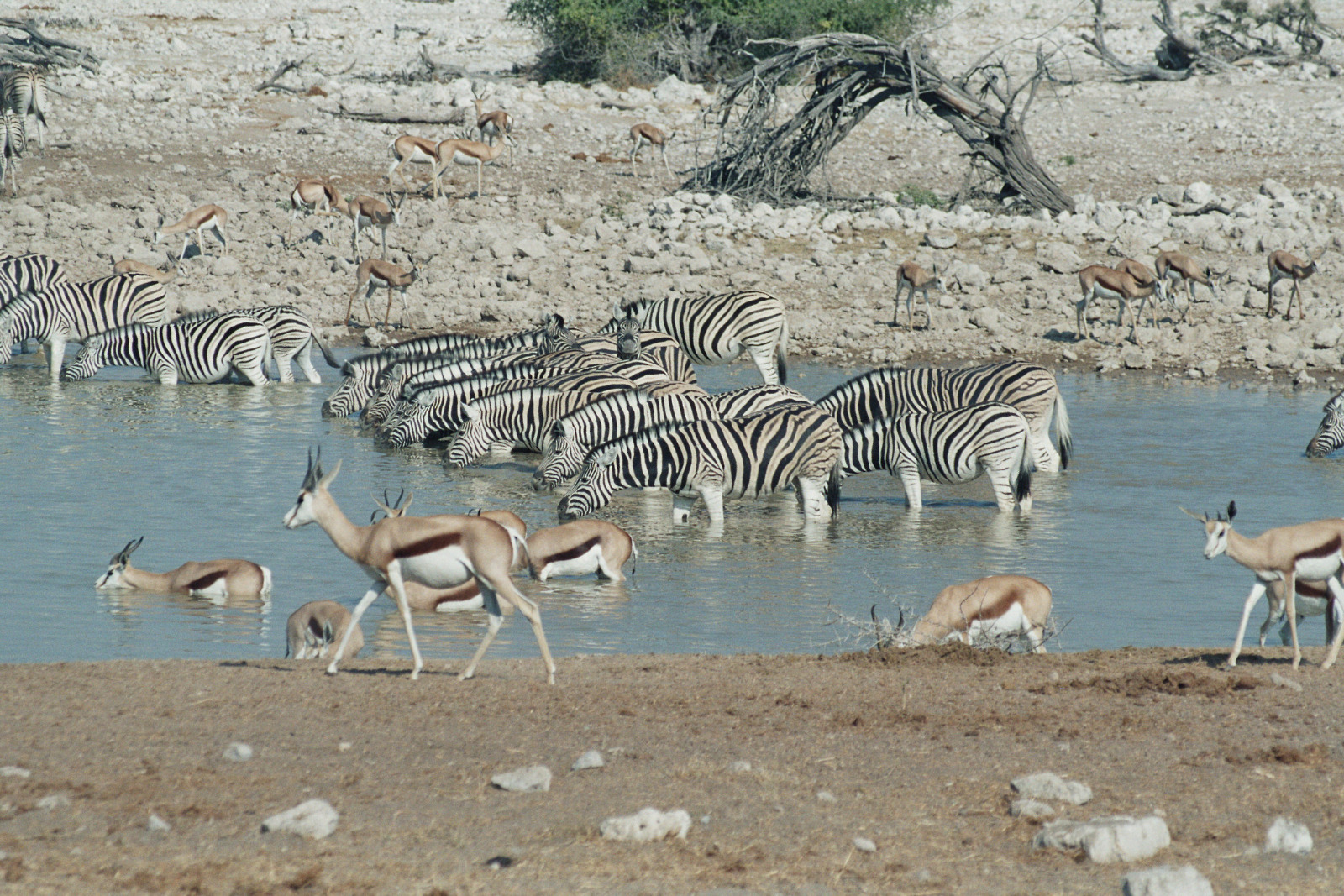 Etosha Wasserstelle