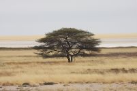 Etosha Nationalpark