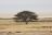 Etosha - einsamer Baum vor der Pfanne