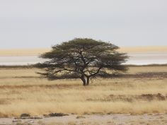 Etosha - einsamer Baum vor der Pfanne