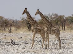 Etosha - Giraffen