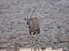 Etosha - Oryx