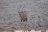 Etosha - Oryx