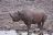 Etosha - Spitzmaulnashorn bei Okaukuejo