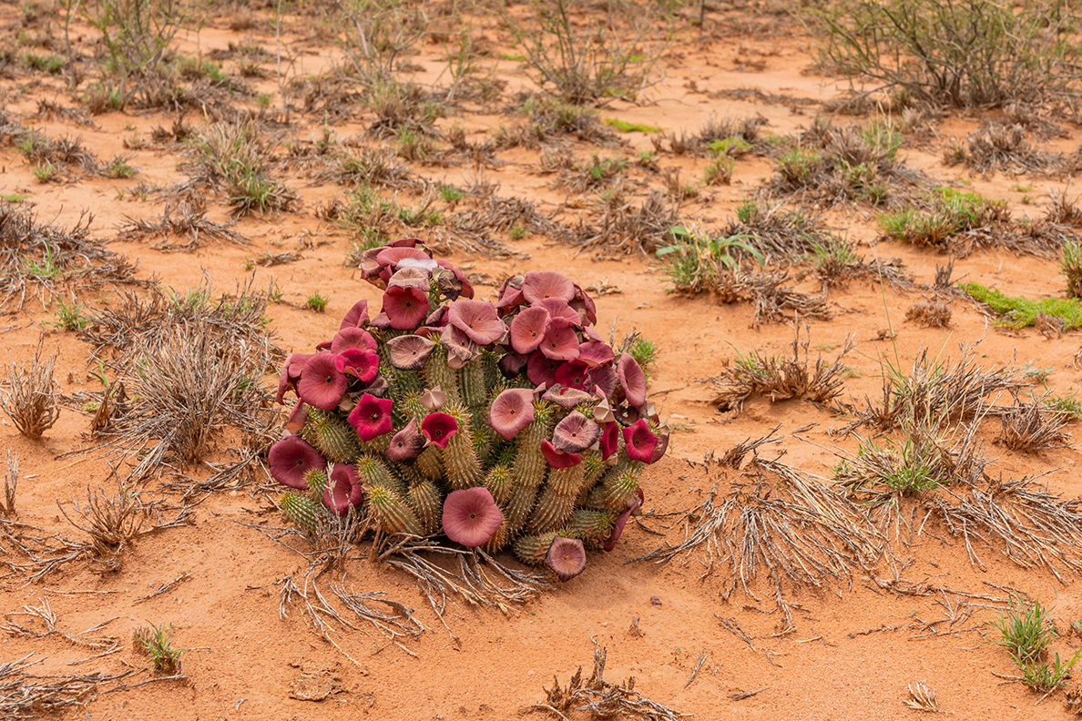 Flowering hoodia cactus in the Namib Naukluft National Park,Nami