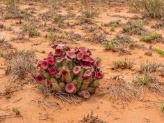 Flowering hoodia cactus in the Namib Naukluft National Park,Nami