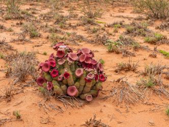 Flowering hoodia cactus in the Namib Naukluft National Park,Nami Flowering hoodia cactus in the Namib Naukluft National Park,Nami