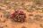 Flowering hoodia cactus in the Namib Naukluft National Park,Nami Flowering hoodia cactus in the Namib Naukluft National Park,Nami