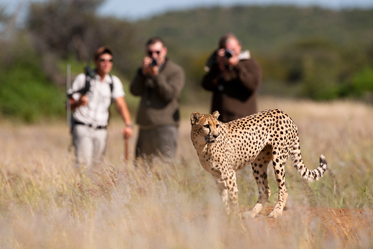 Okonjima - Geparden Tracking