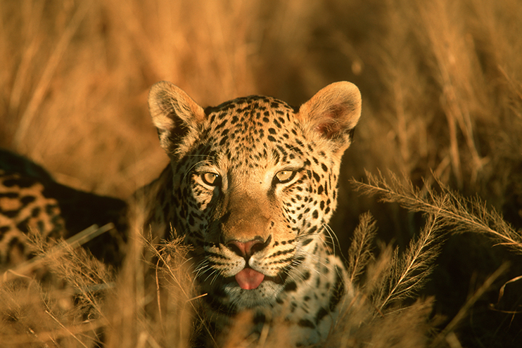 Okonjima - die beste Möglichkeit, Leoparden zu sehen