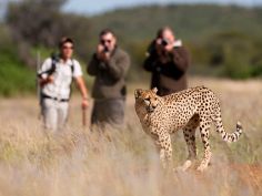 Okonjima - Geparden Tracking