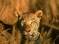 Okonjima - die beste Möglichkeit, Leoparden zu sehen