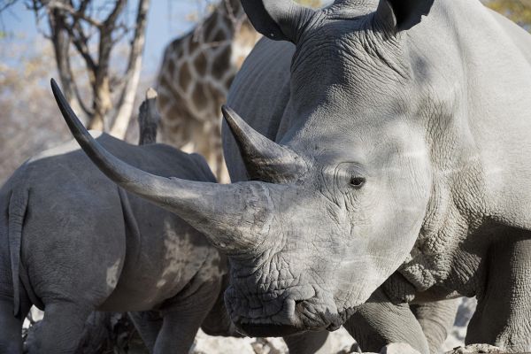 Ongava Private Game Reserve