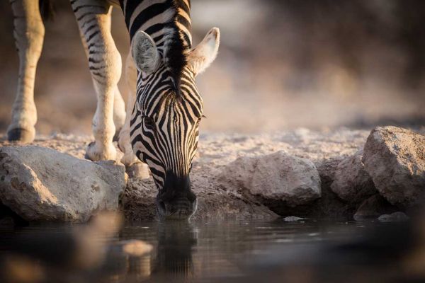 Onguma Game Reserve