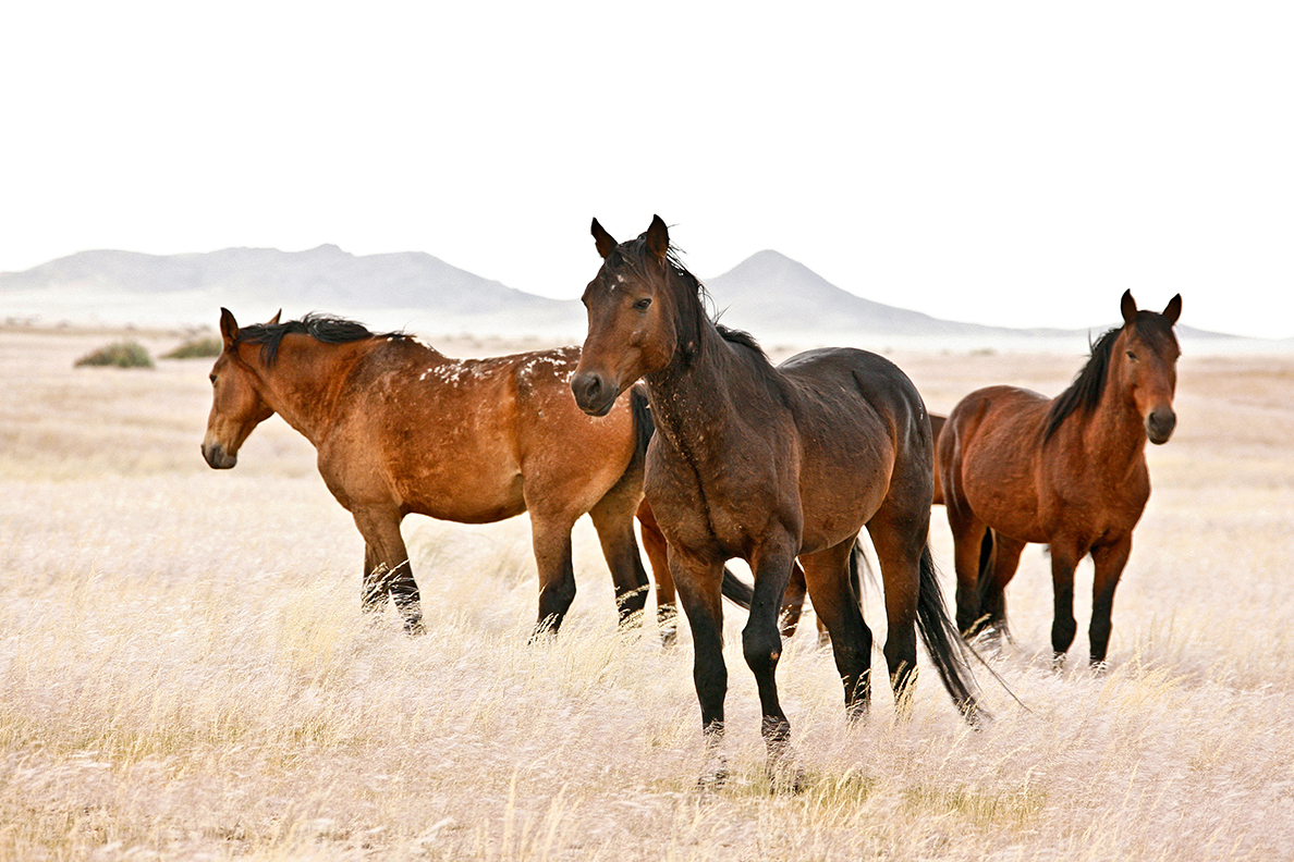 Wild Horses at Aus ID and Publicity Photographs