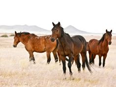 Wild Horses at Aus ID and Publicity Photographs