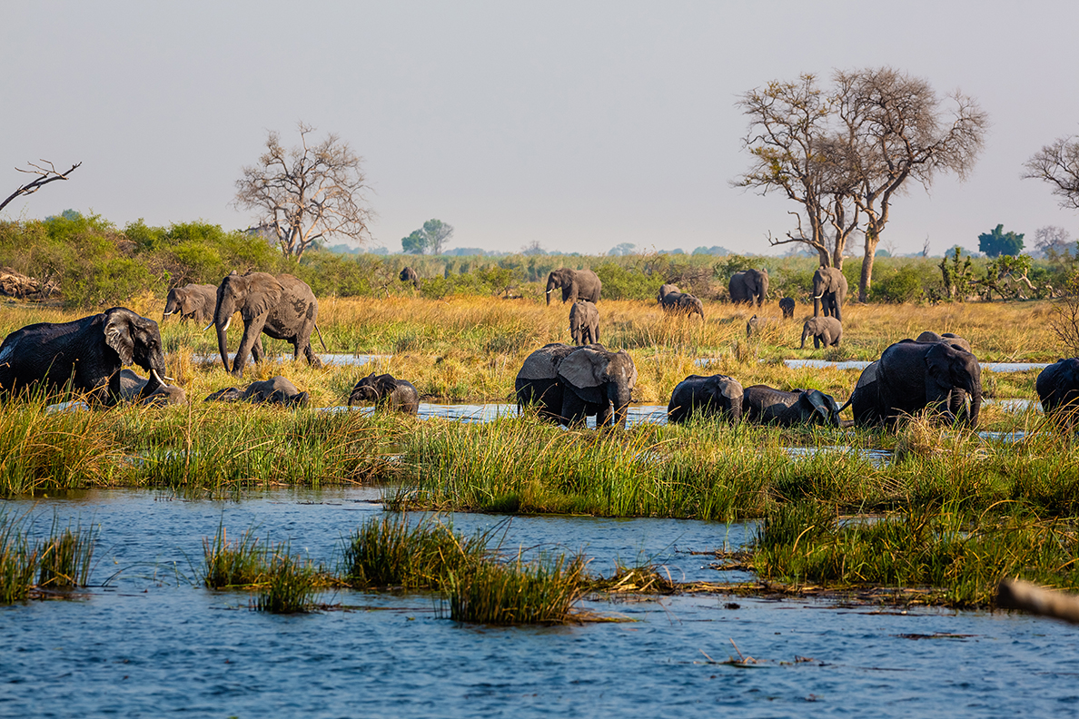 Caprivi - Elefanten im Feuchtgebiet des Bwabwata National Parks