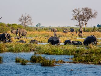 Caprivi - Elefanten im Feuchtgebiet des Bwabwata National Parks Caprivi - Elefanten im Feuchtgebiet des Bwabwata National Parks
