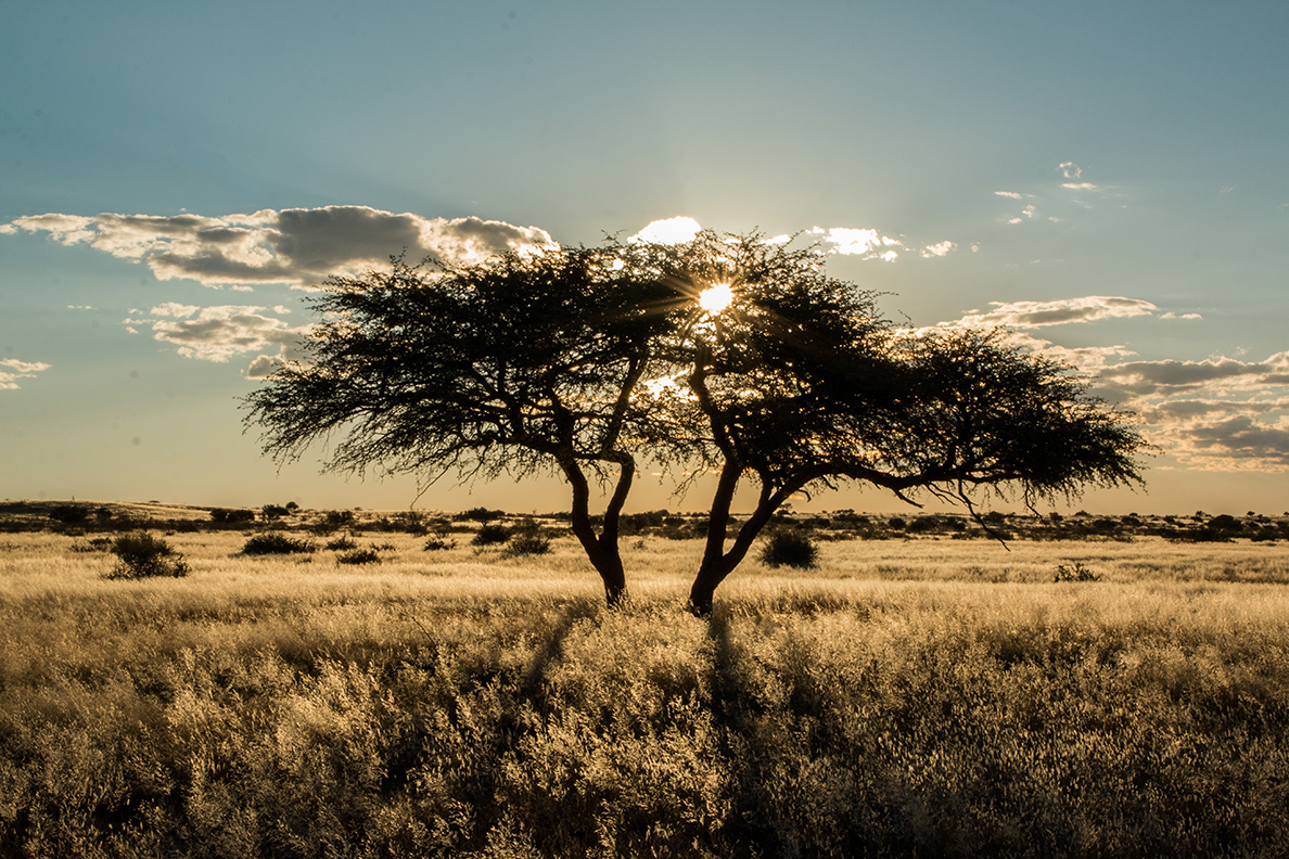 Kalahari - Sonnenuntergang
