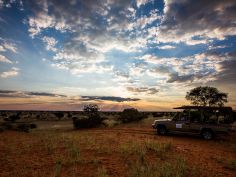 Kalahari - Naturfahrt im Gondwana Park