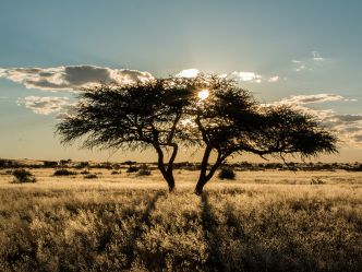 Kalahari - Sonnenuntergang Kalahari - Sonnenuntergang