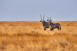 Kalahari