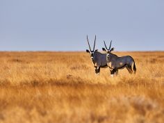 Kalahari - Oryx im gelben Gras der unendlichen Weite