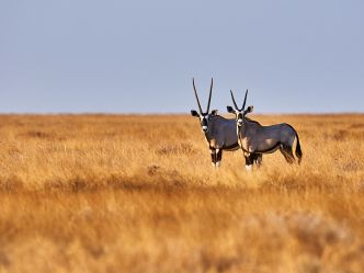 Kalahari - Oryx im gelben Gras der unendlichen Weite Kalahari - Oryx im gelben Gras der unendlichen Weite