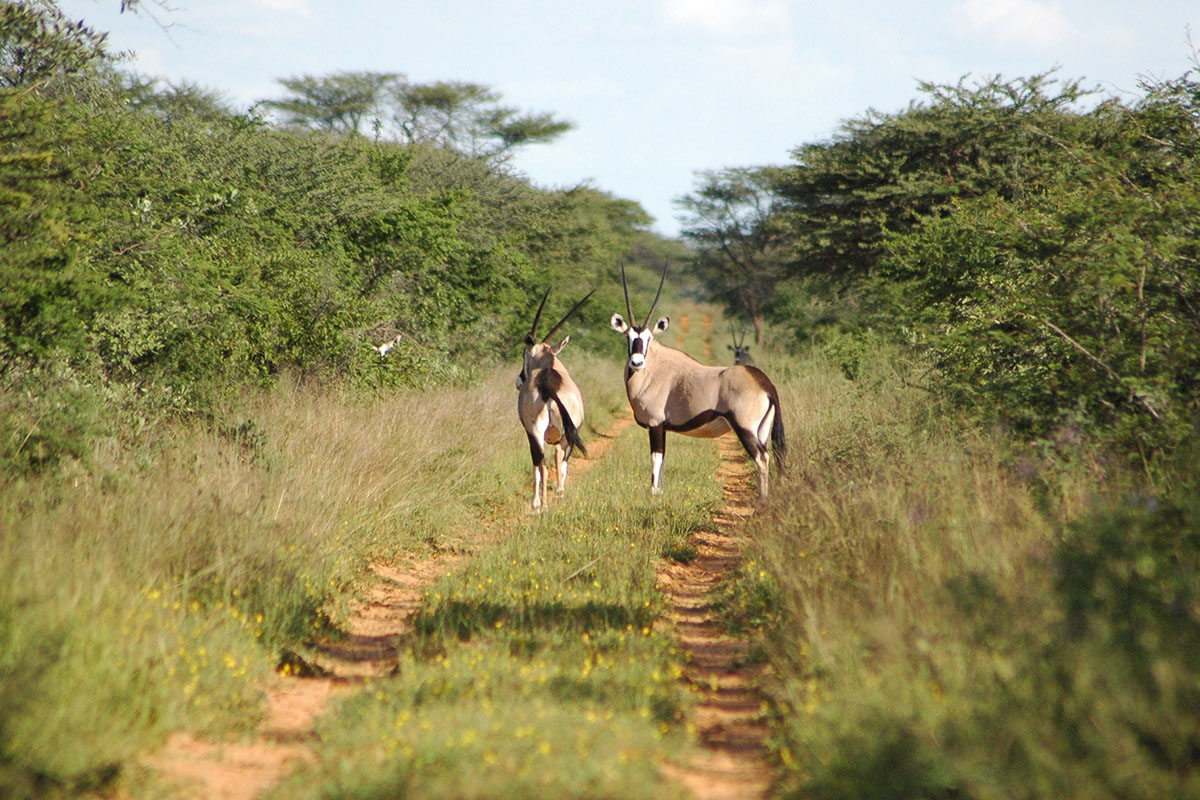 Waterberg - Ausflug Waterberg Plateau Lodge