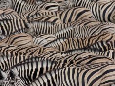 Abenteuer Namiiba - Zebras an einer Wasserstelle