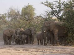 Abenteuer Namibia - Elefanten im Damaraland