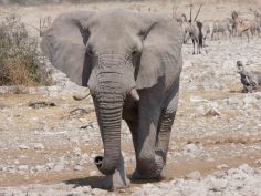 Abenteuer Namibia - Elefant im Etosha National Park