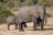 Chobe National Park 