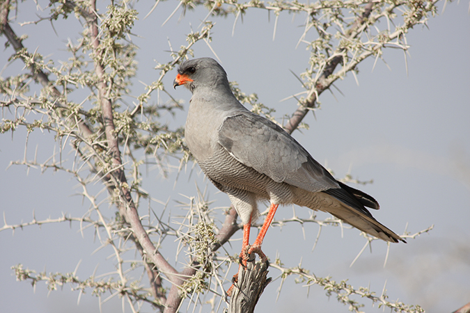 Desert Tour - Grosser Singhabicht